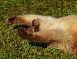 brown fur cat thumbnail
