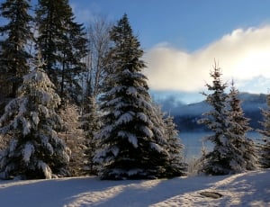 fir tree covered with snow lot thumbnail