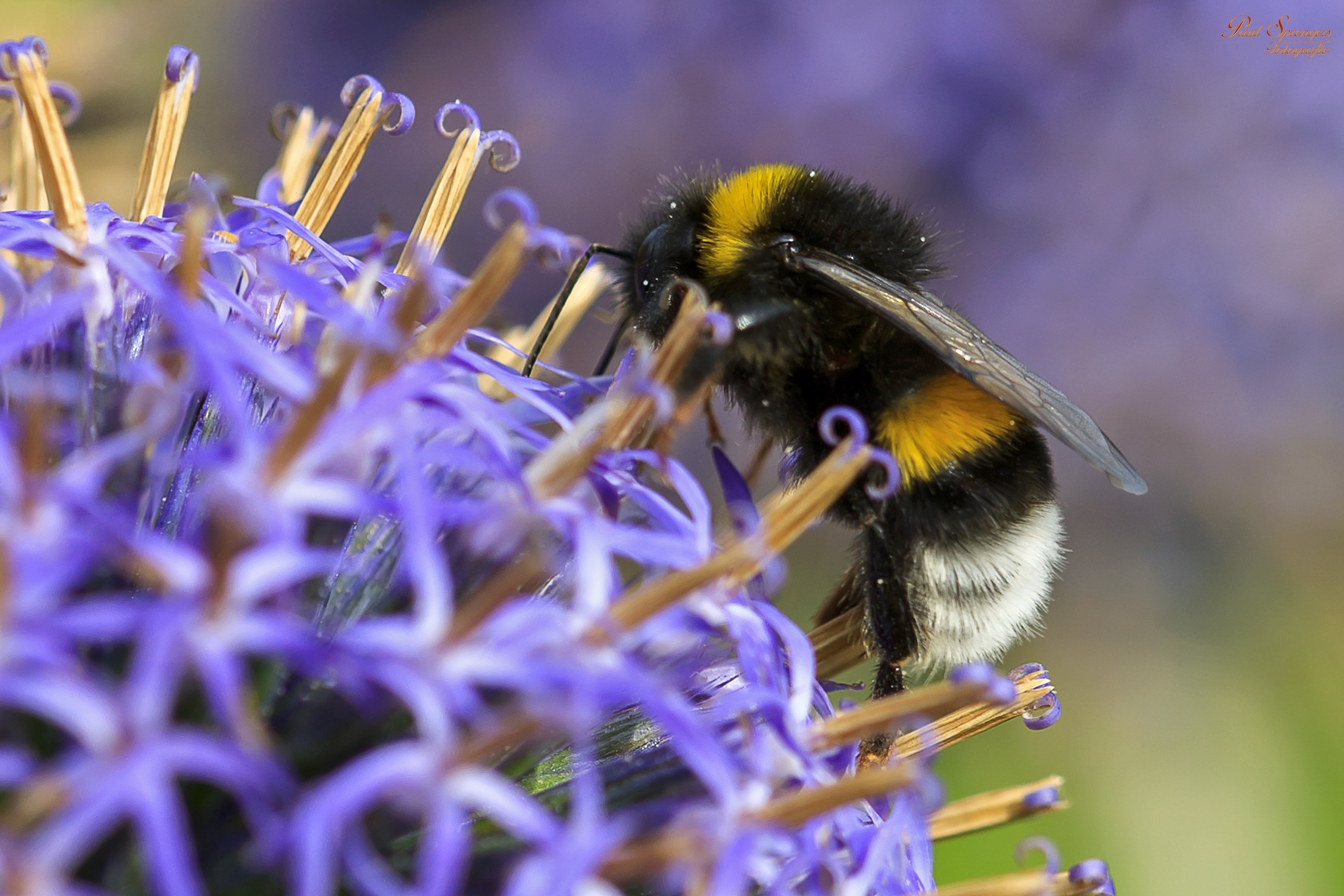 Bee, Macro, Insects, Bug, Close Up, flower, insect