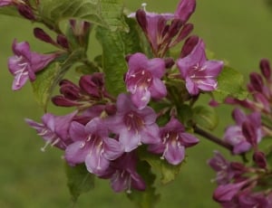 Bush, Blossom, Bloom, Bloom, Plant, flower, purple thumbnail