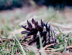 Forest, Ground, Grass, Pine Cone, Nature, nature, no people thumbnail