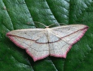 gray and pink butterfly thumbnail