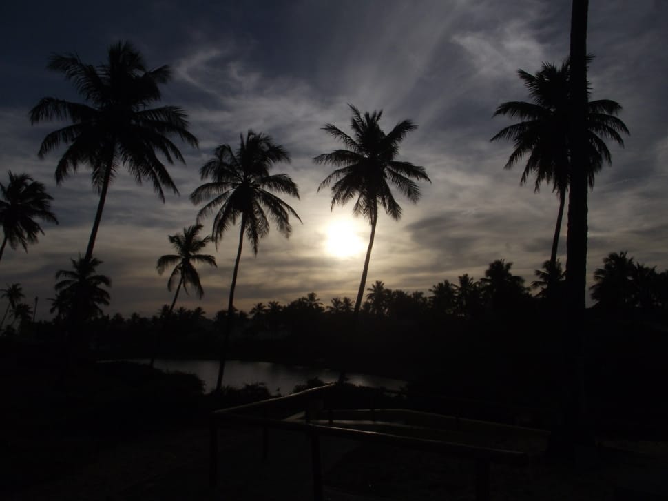 silhouette of coconut tress preview