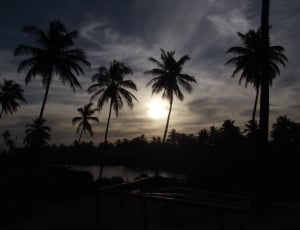 silhouette of coconut tress thumbnail