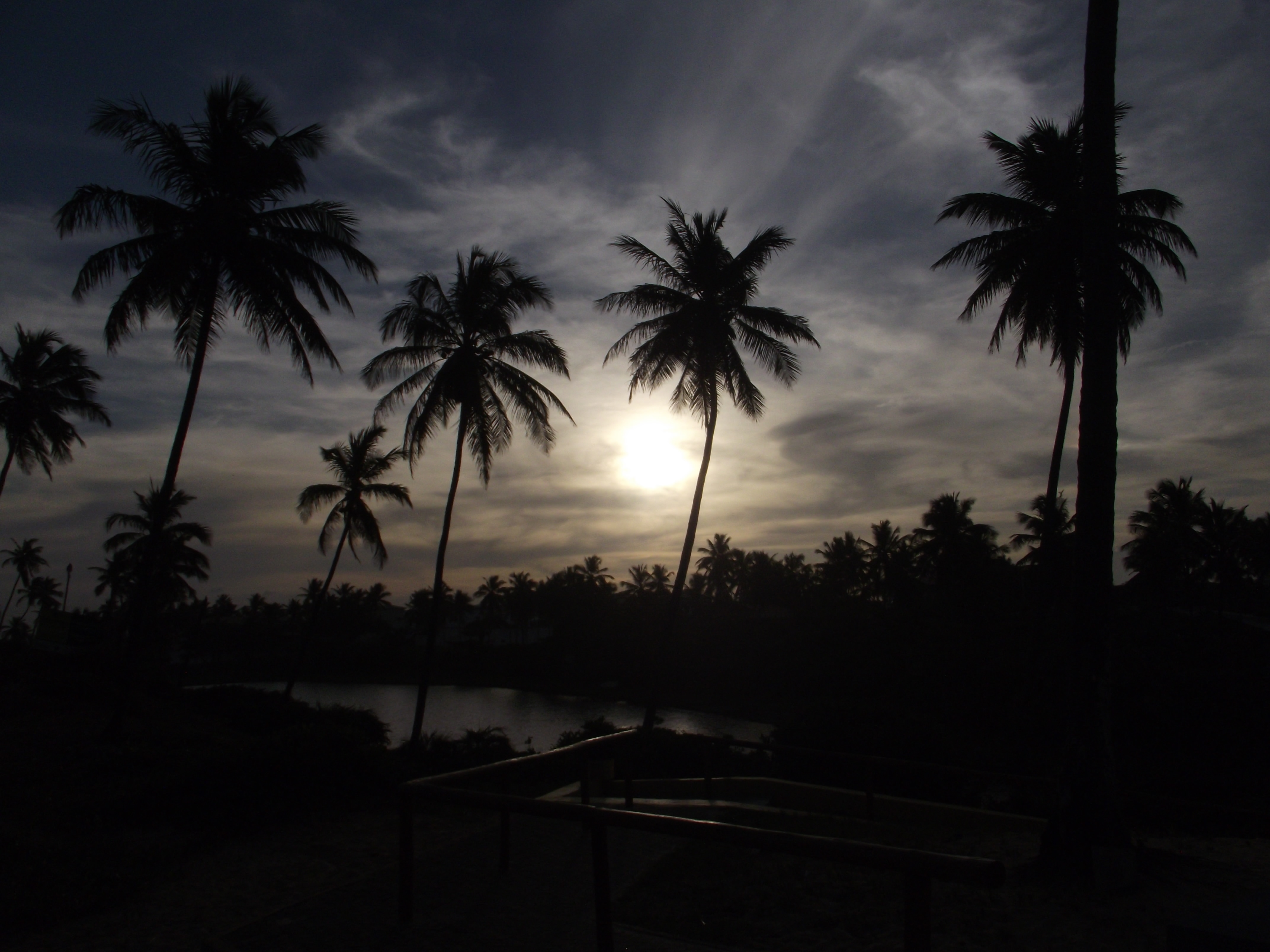 silhouette of coconut tress