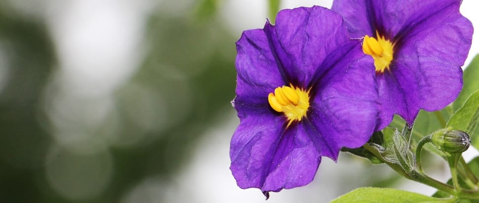 purple 5 petaled flower preview