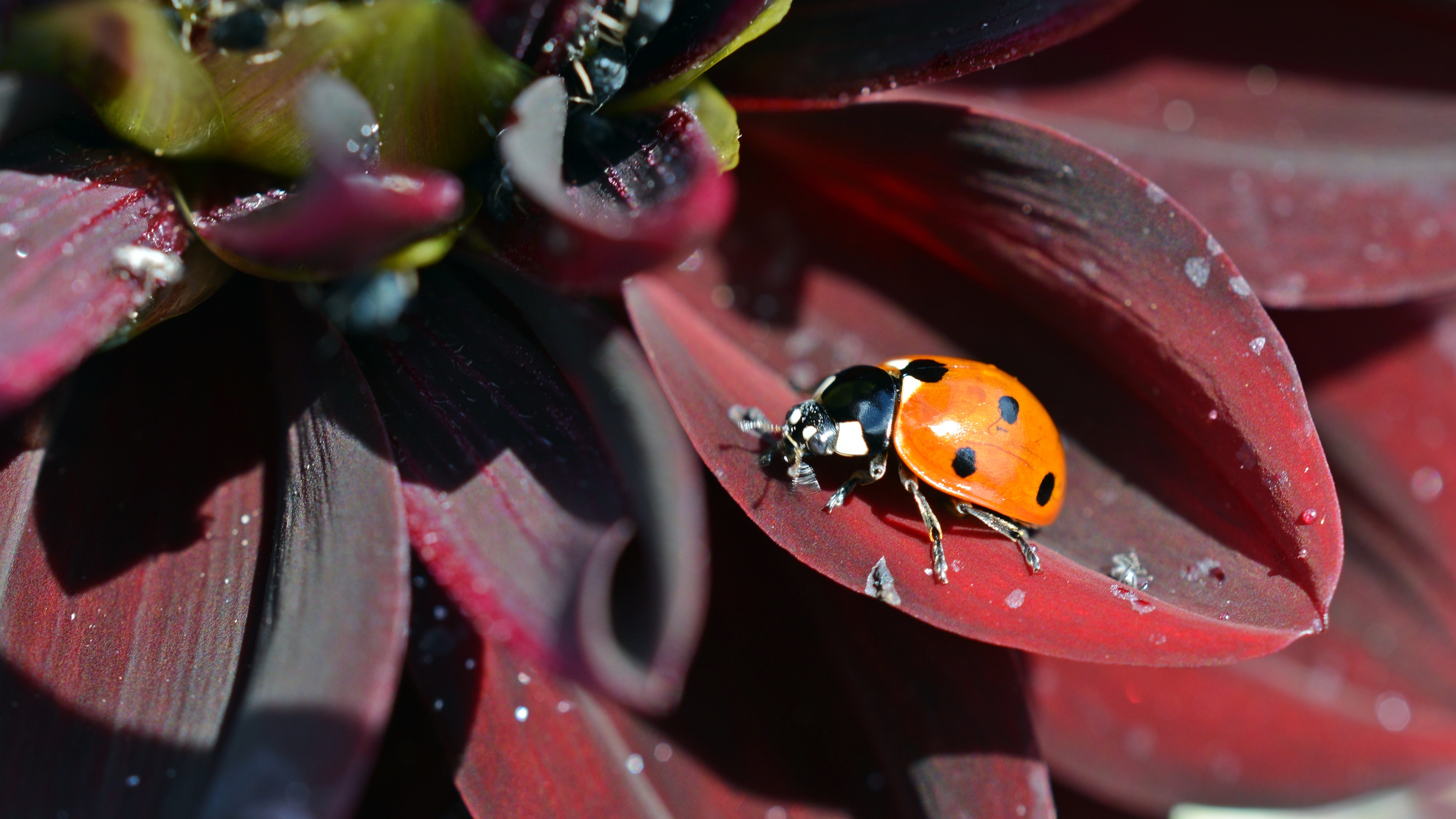 orange and black lady bug