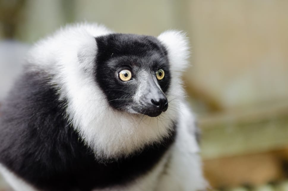 Black and white Ruffed Lemur preview