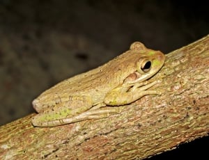 brown camouflage tree frog thumbnail
