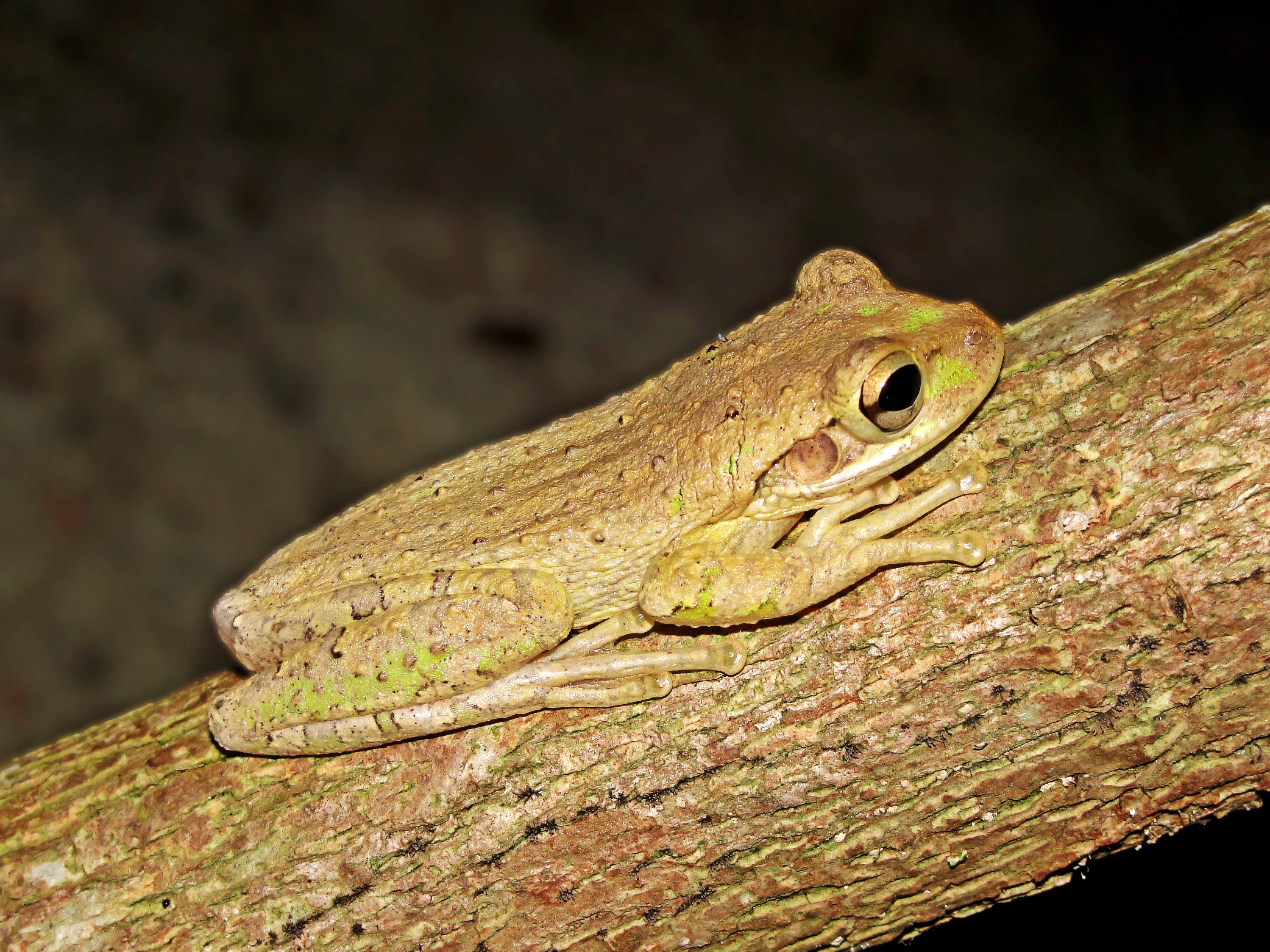 brown camouflage tree frog
