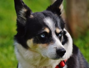 black and white short coat medium sized dog thumbnail