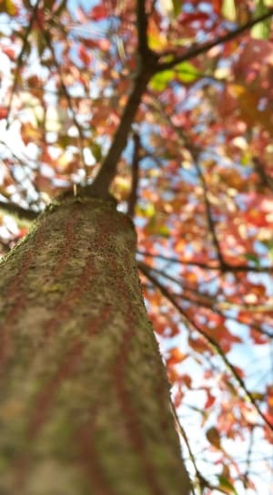 worm's eye view photography of red leaved tree thumbnail