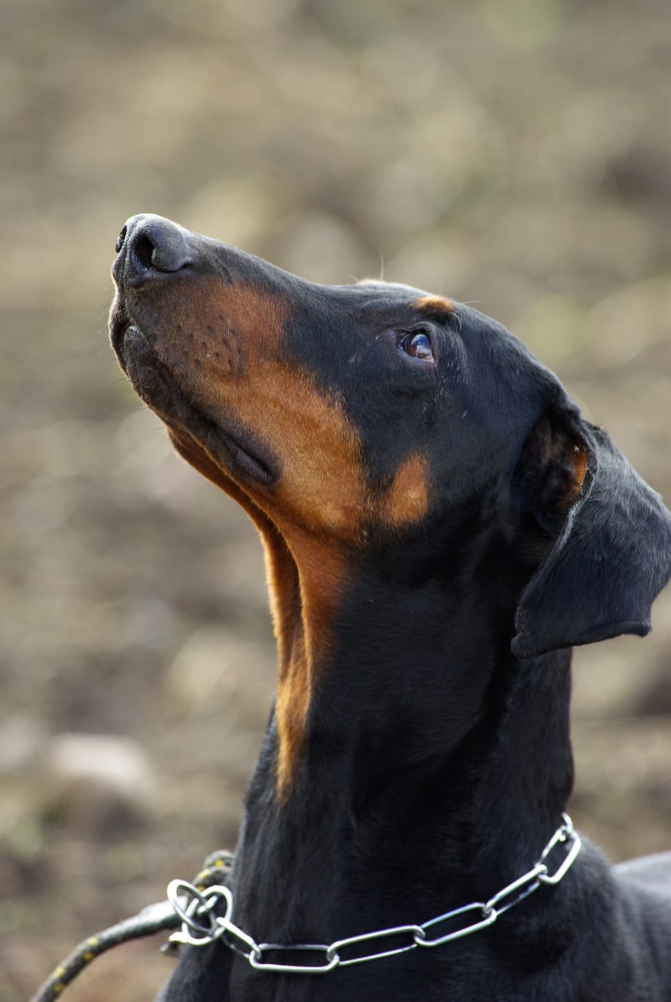 shallow focus photography of manchester terrier during daytime preview