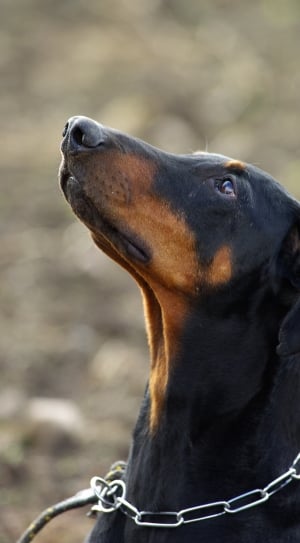 shallow focus photography of manchester terrier during daytime thumbnail