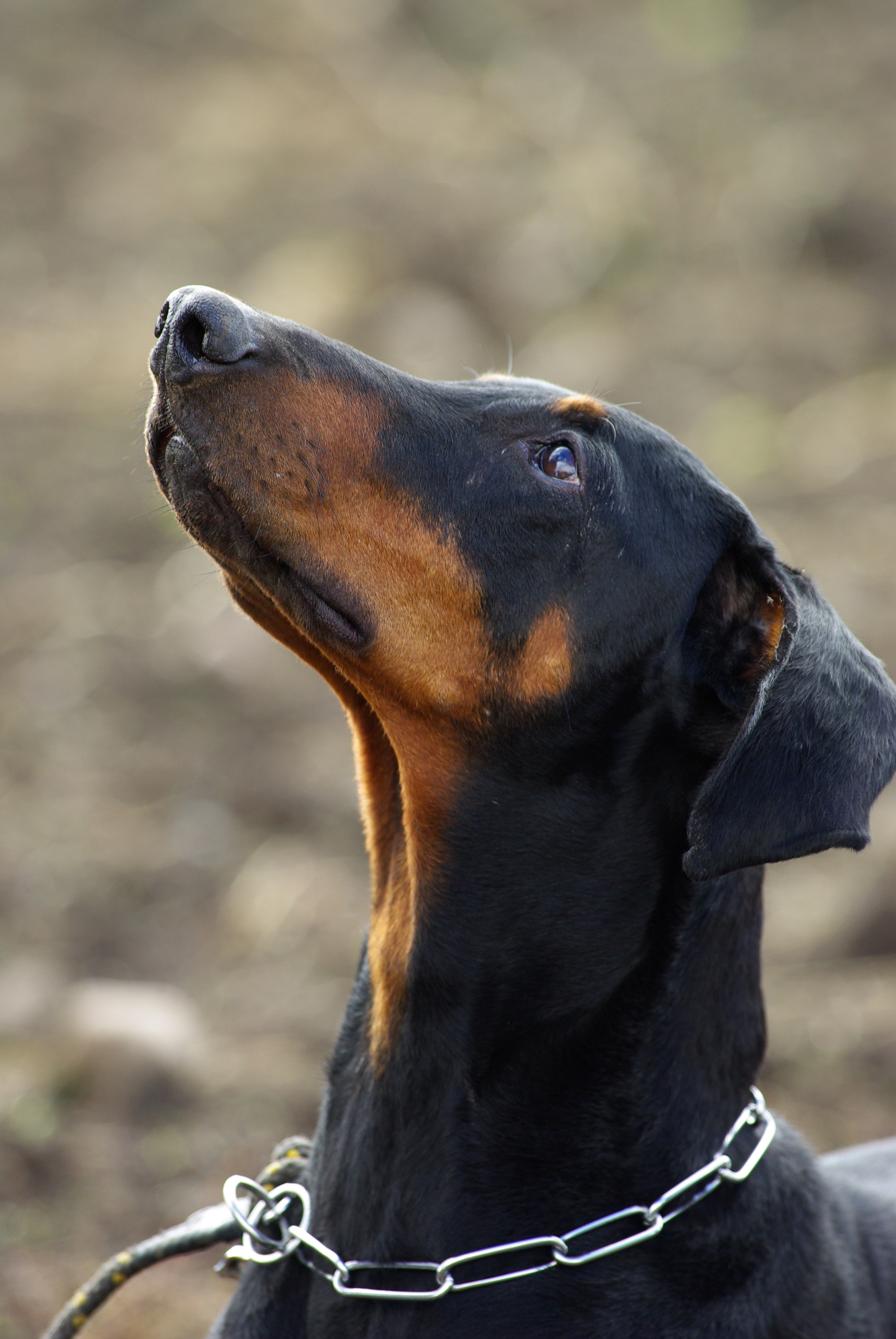 shallow focus photography of manchester terrier during daytime