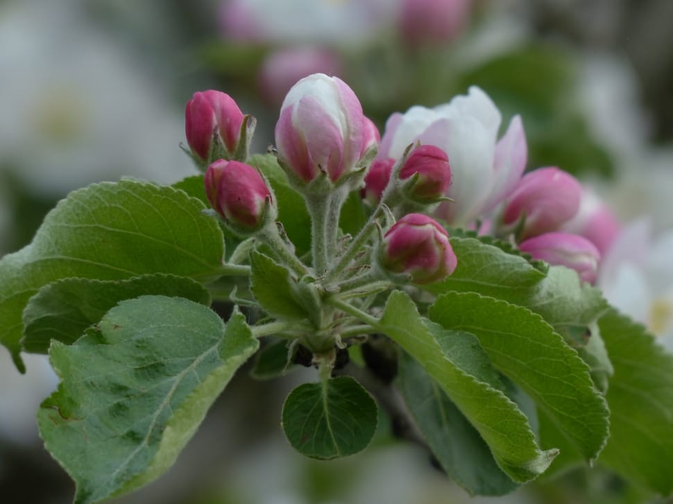 Blossom, Apple Blossom, Apple Tree, leaf, plant preview