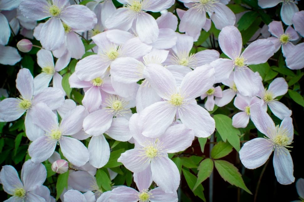 Bloom, Blossom, Clematis, flower, growth preview