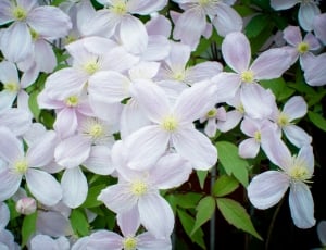 Bloom, Blossom, Clematis, flower, growth thumbnail