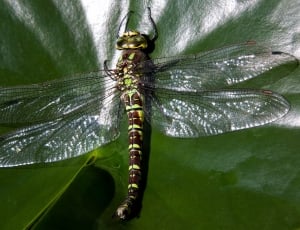 yellow and black dragonfly thumbnail