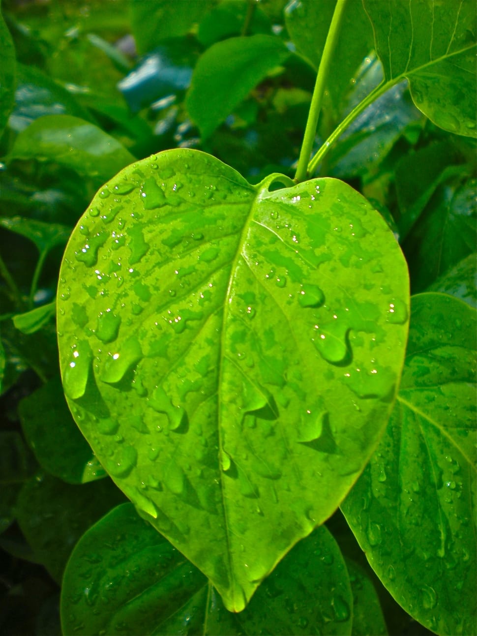 Leaf, Heart, Raindrops, Green, leaf, drop preview