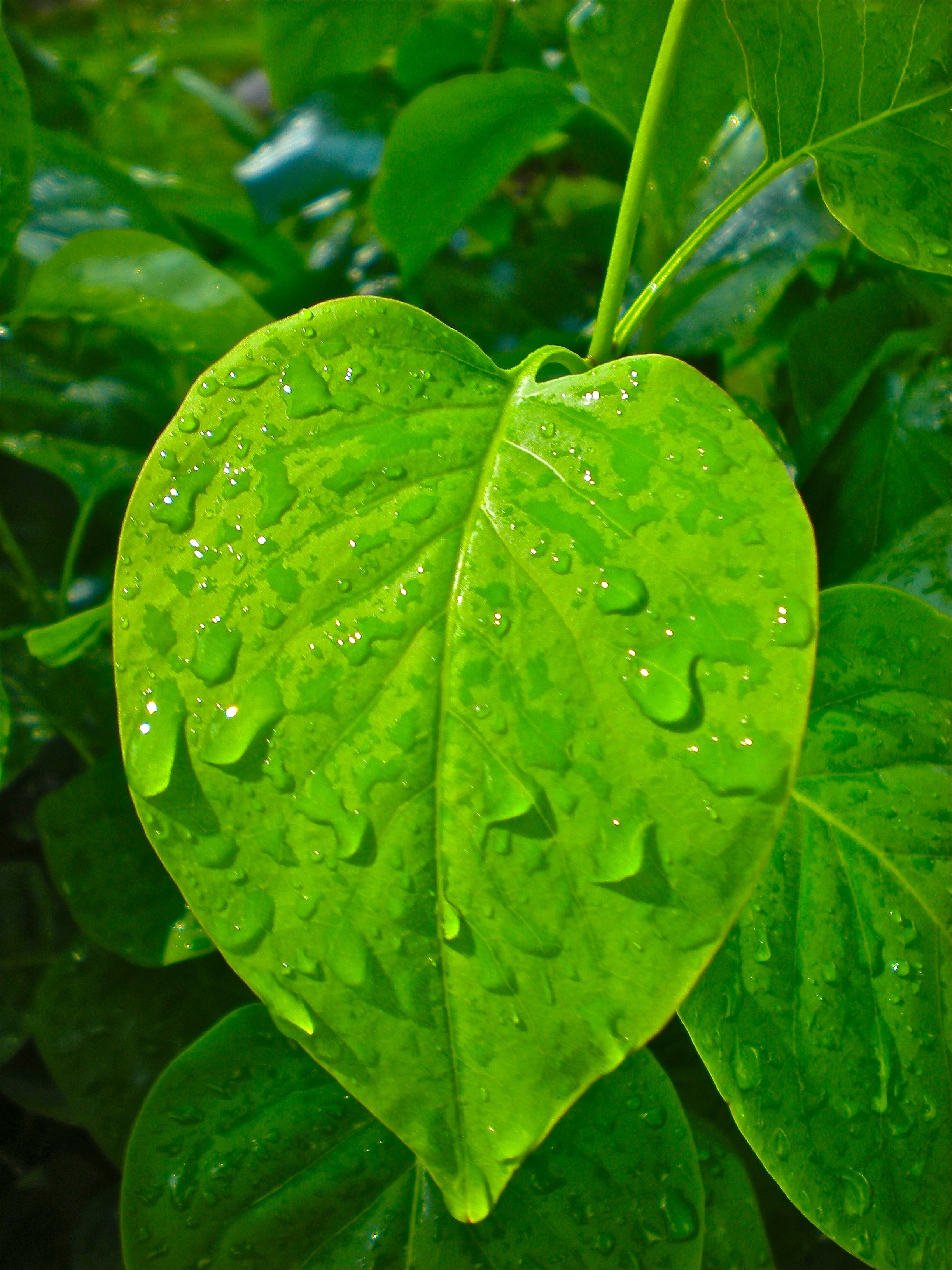 Leaf, Heart, Raindrops, Green, leaf, drop
