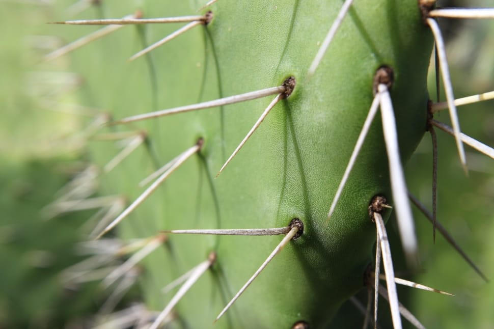 Macro Photo of a green cactus' thorns preview