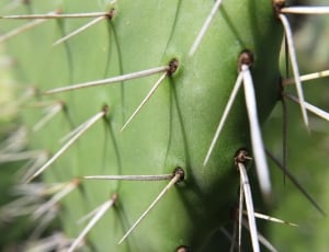 Macro Photo of a green cactus' thorns thumbnail