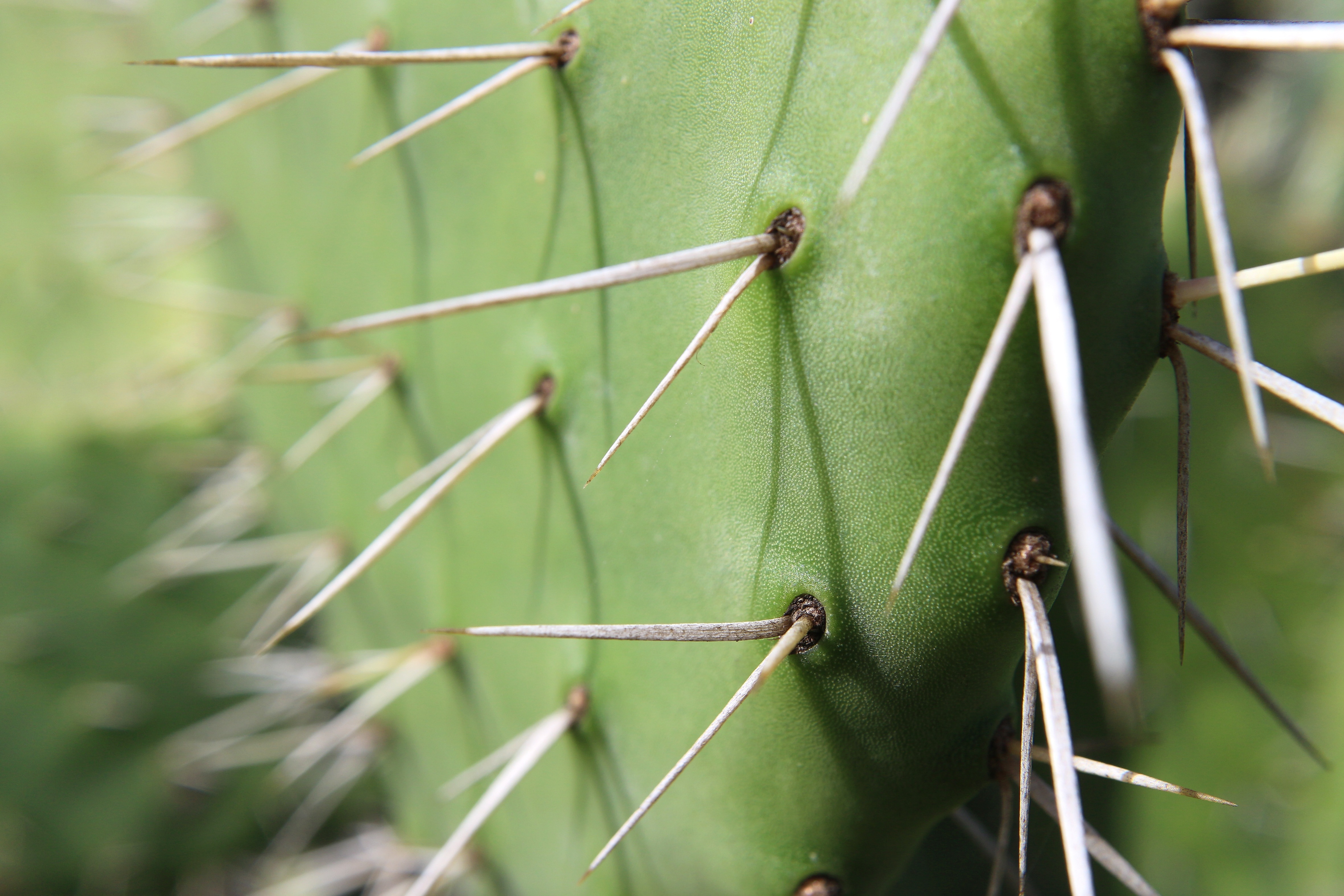 Macro Photo of a green cactus' thorns