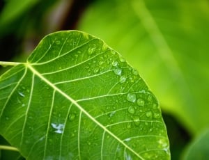 green leaves with water thumbnail