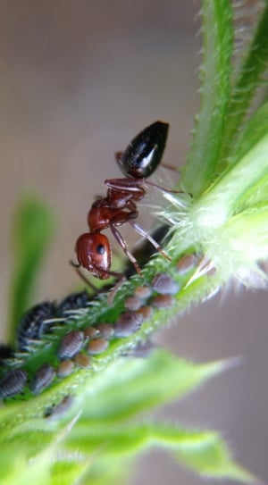 Plant, Ant, Nature, Larvae, insect, animals in the wild thumbnail