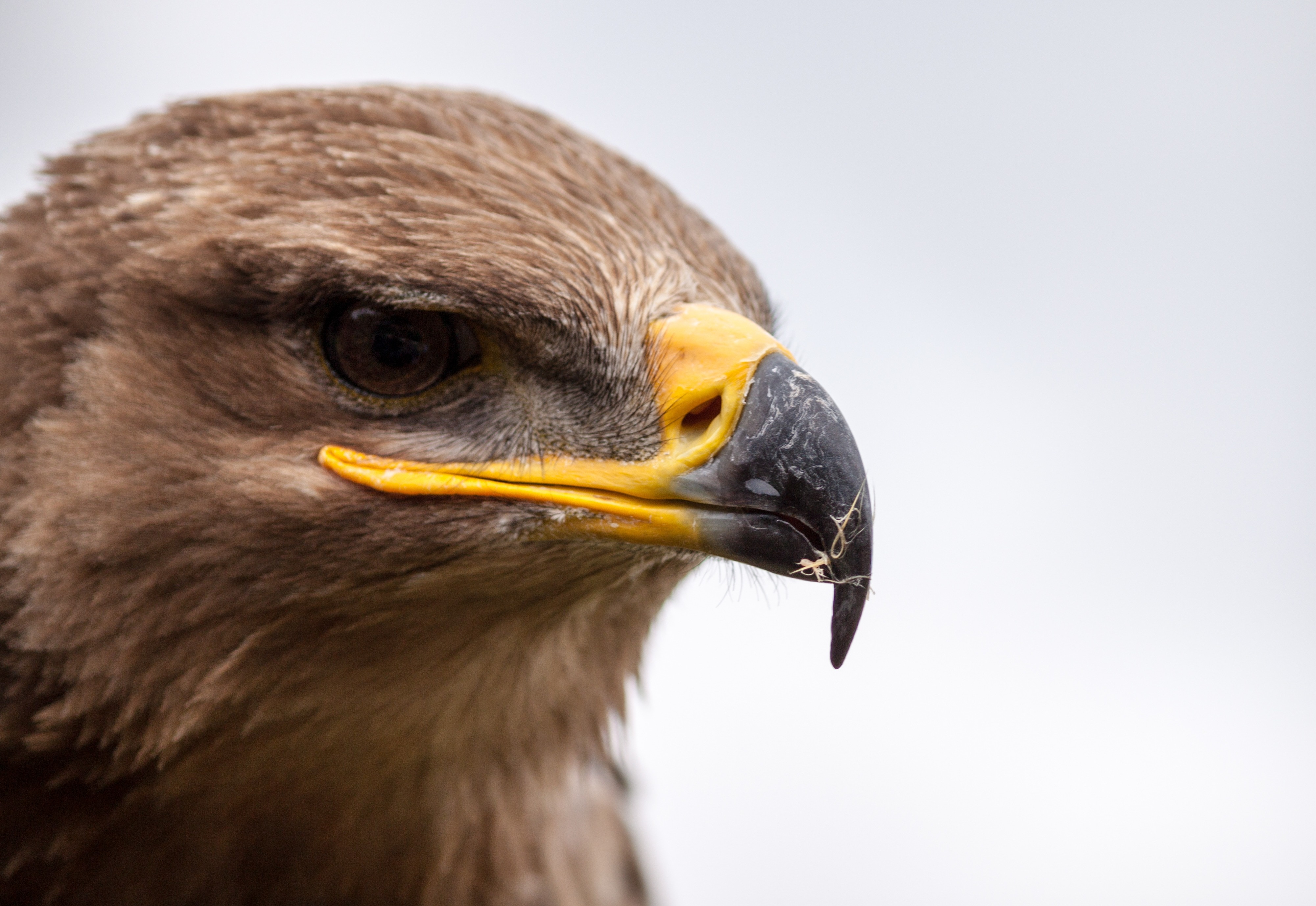 closeup photography of hawk