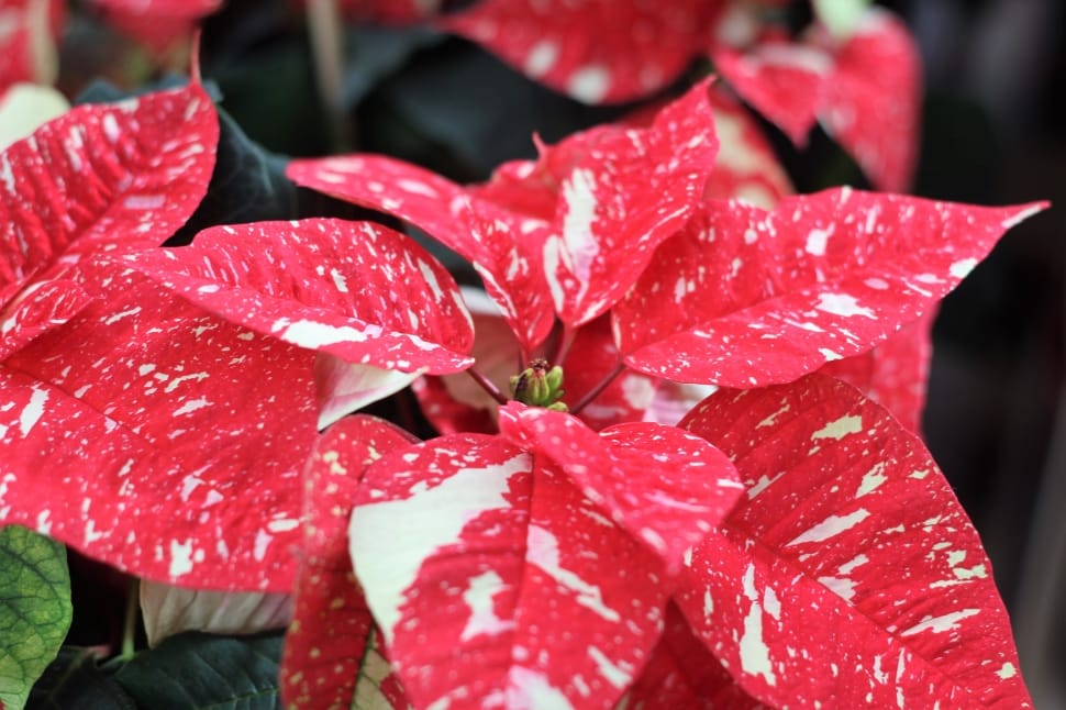 red poinsettia flower preview