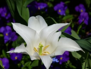 White, Bloom, Flower, Blossom, Lily, flower, petal thumbnail