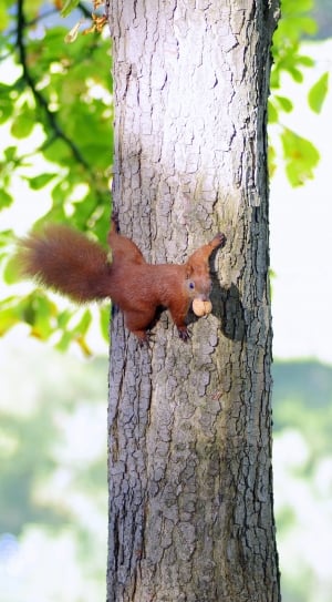 brown squirrel thumbnail