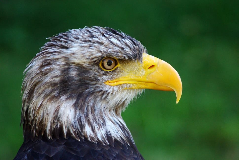 Black And White Eagle Free Image Peakpx