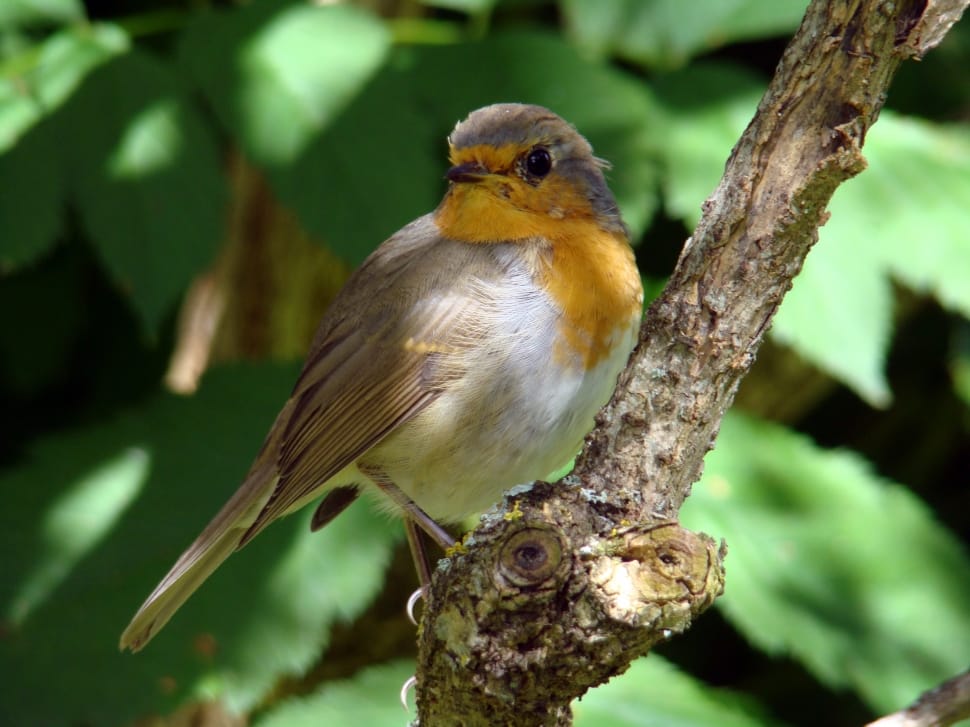 brown, yellow, and white feathered bird standing on tree branch preview