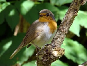 brown, yellow, and white feathered bird standing on tree branch thumbnail