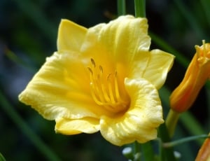 Flower, Day Lilly, Lily, Day, Flora, flower, yellow thumbnail