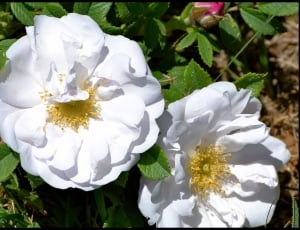 two white petal flower thumbnail