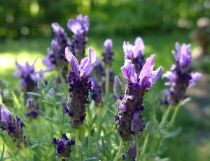 lavenders in focus shot photography thumbnail