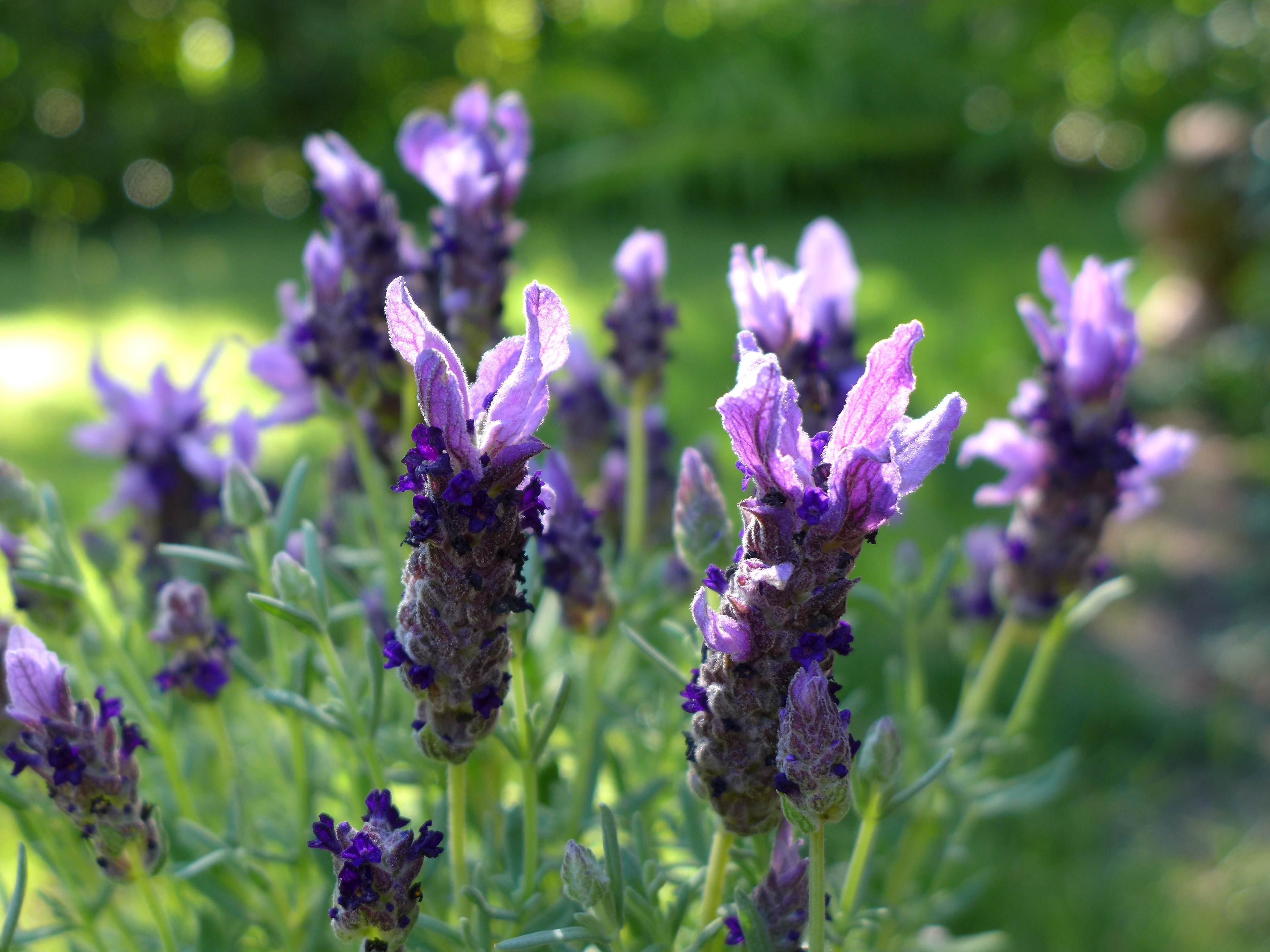 lavenders in focus shot photography