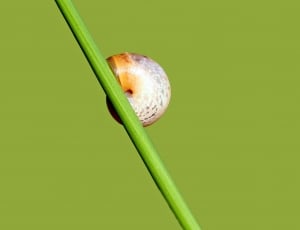 snail on green stick thumbnail