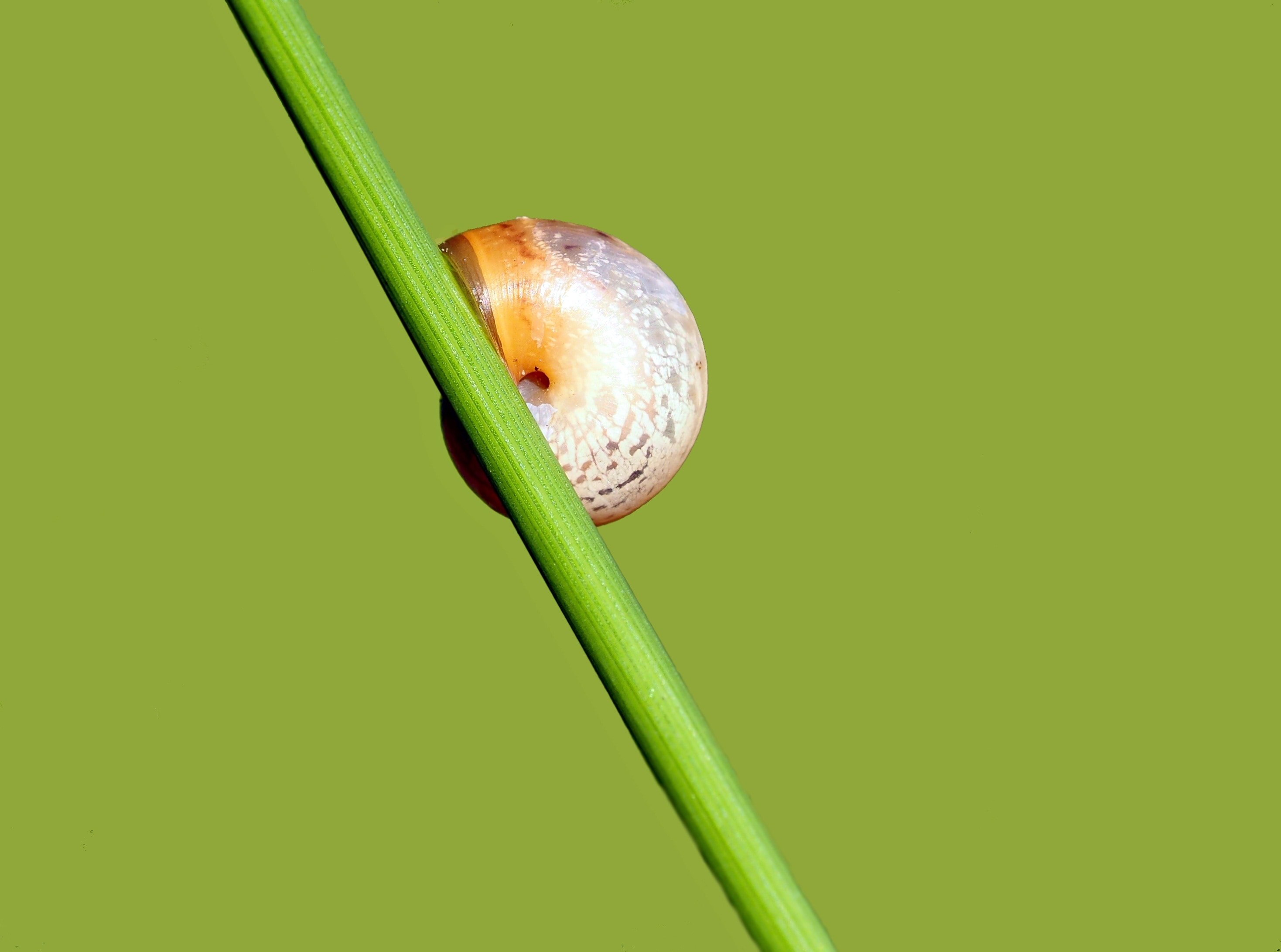 snail on green stick