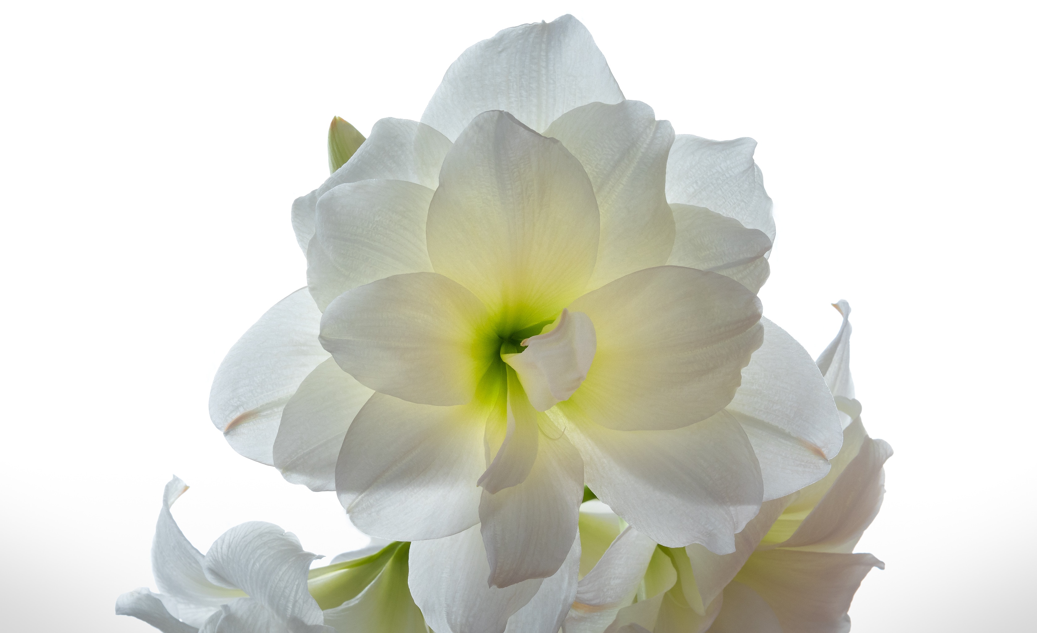 1920x1080 wallpaper | White Amaryllis | Peakpx