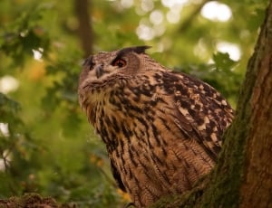 brown Owl perched on tree thumbnail