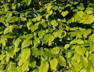 green leaf trees thumbnail