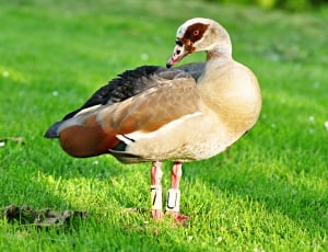 Bird, Egyptian Goose, Waterfowl, Goose, grass, bird thumbnail