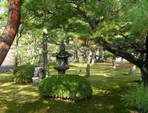 Garden, Japan, Autumn, tree, green color thumbnail