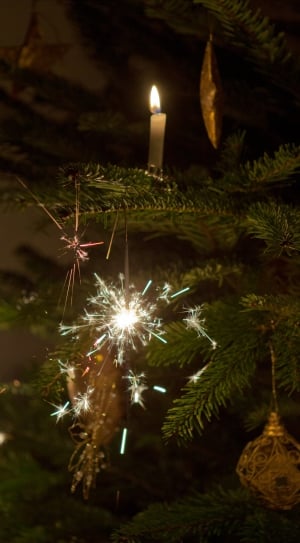 lights hanging on green pine tree christmas decor thumbnail