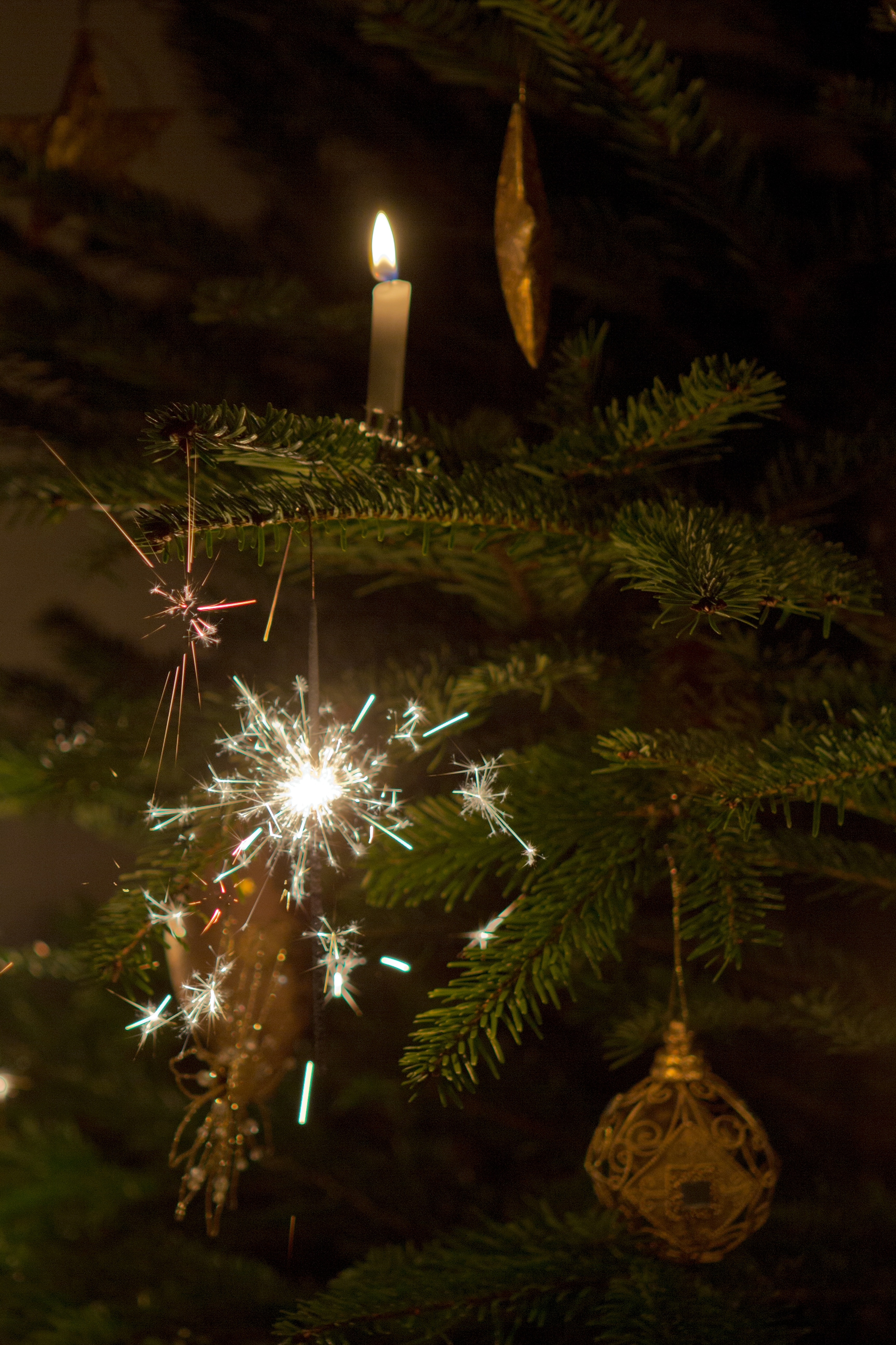 lights hanging on green pine tree christmas decor